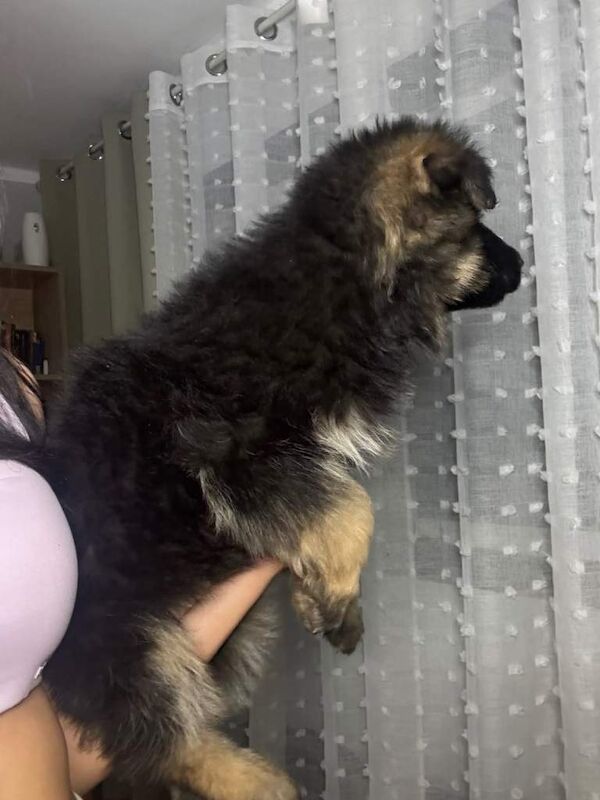 long haired german shepherd puppies - Image 2 of 6