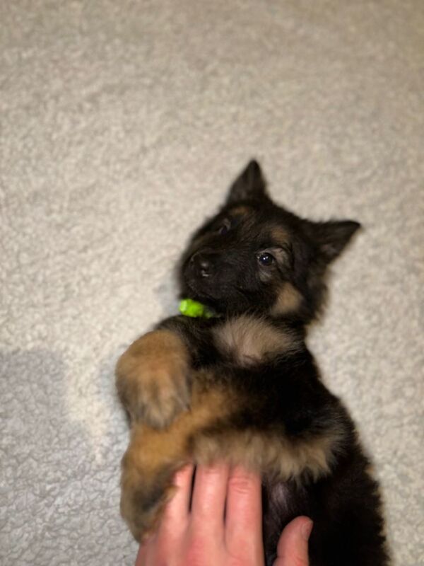 long haired german shepherd puppies - Image 3 of 6