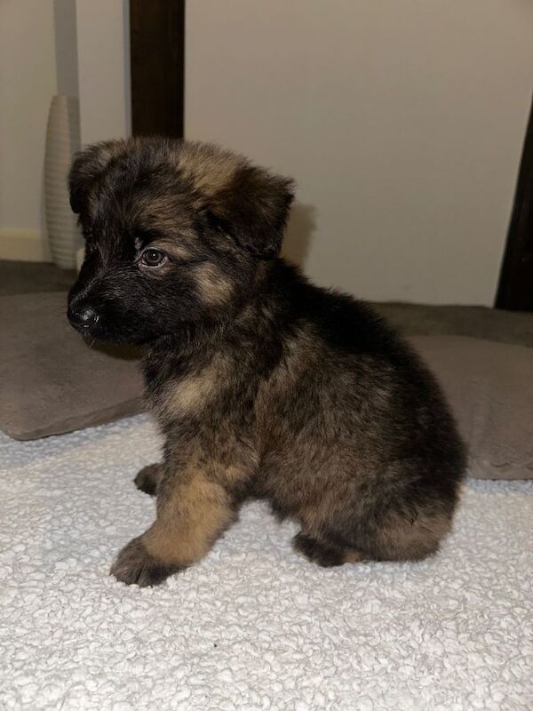 long haired german shepherd puppies - Image 4 of 6