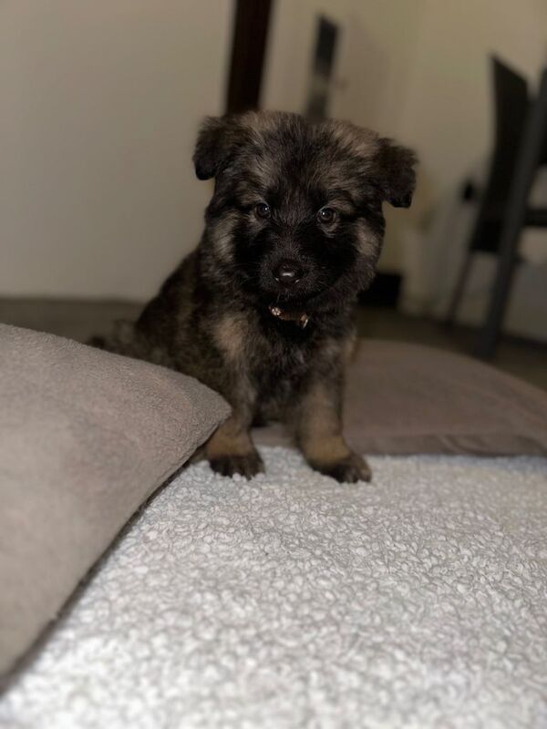 long haired german shepherd puppies - Image 5 of 6