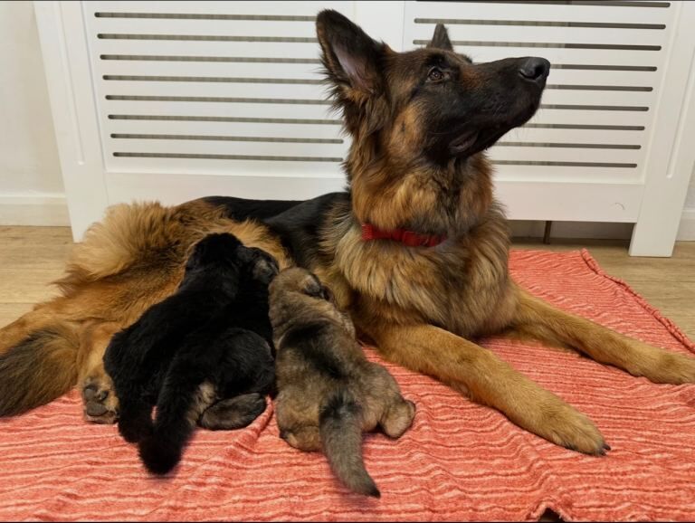 long haired german shepherd puppies - Image 6 of 6