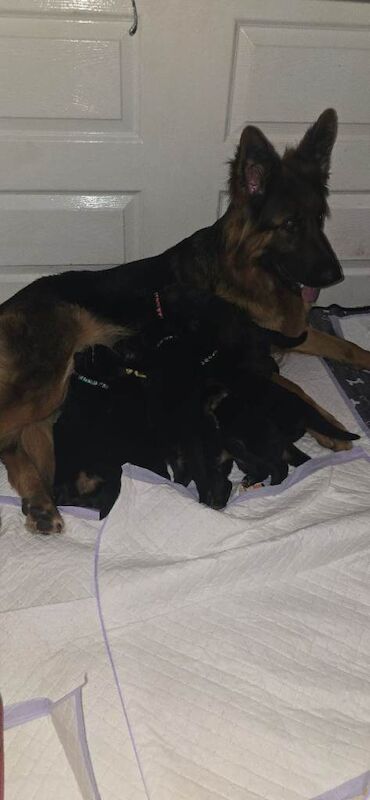 Long haired German Shepherd puppies