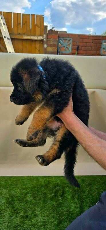 Long haired German Shepherd puppies - Image 2 of 4
