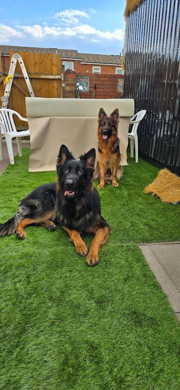 Long haired German Shepherd puppies - Image 3 of 4