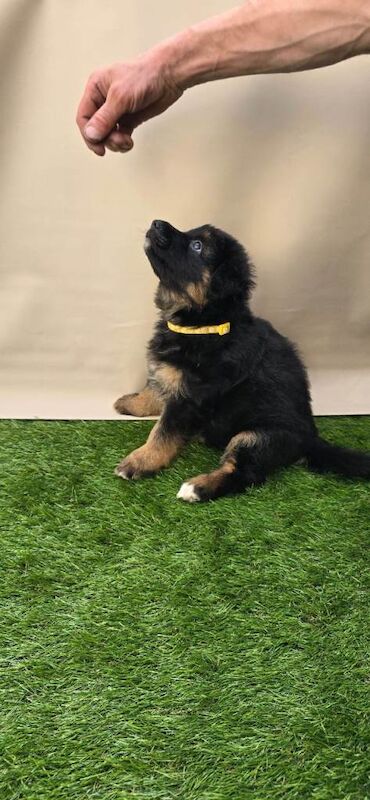 Long haired German Shepherd puppies - Image 4 of 4