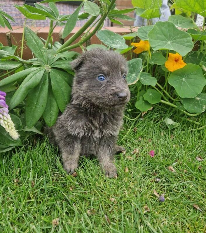 Long haired German Shepherd puppies
