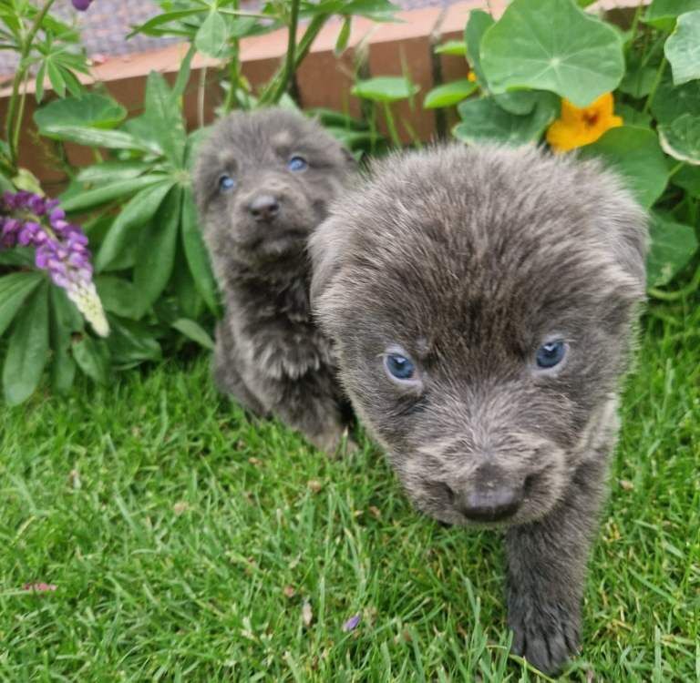 Long haired German Shepherd puppies - Image 2 of 3