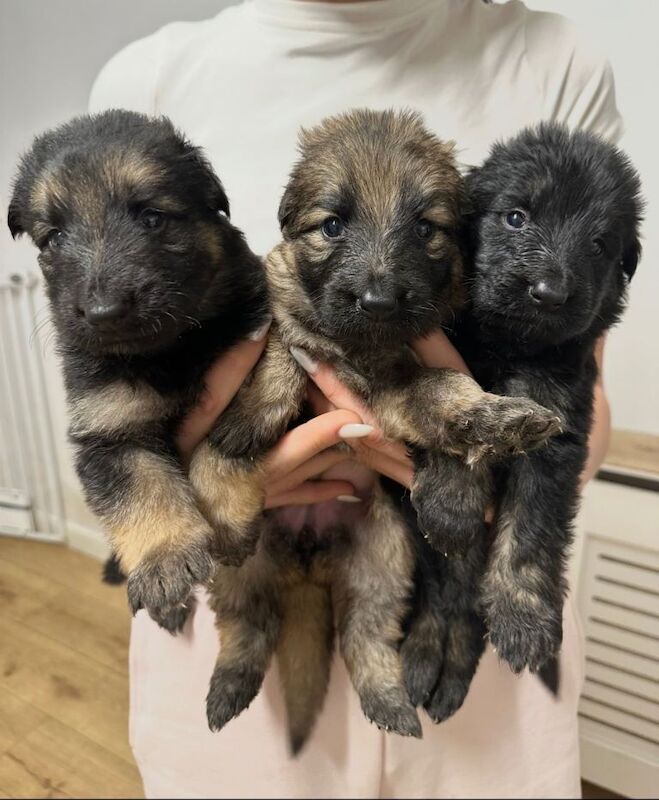 German Shepherd puppies for sale in Knottingley, West Yorkshire – 4 weeks old