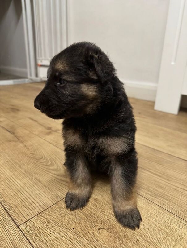 German Shepherd puppies for sale in Knottingley, West Yorkshire – 5 weeks old - Image 2 of 3