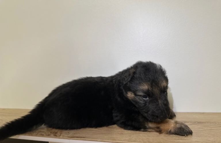 German Shepherd puppies for sale in Knottingley, West Yorkshire – 5 weeks old - Image 3 of 3