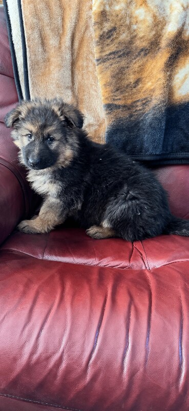 German Shepherd puppies for sale in Crossmaglen, County Armagh – 8 weeks old