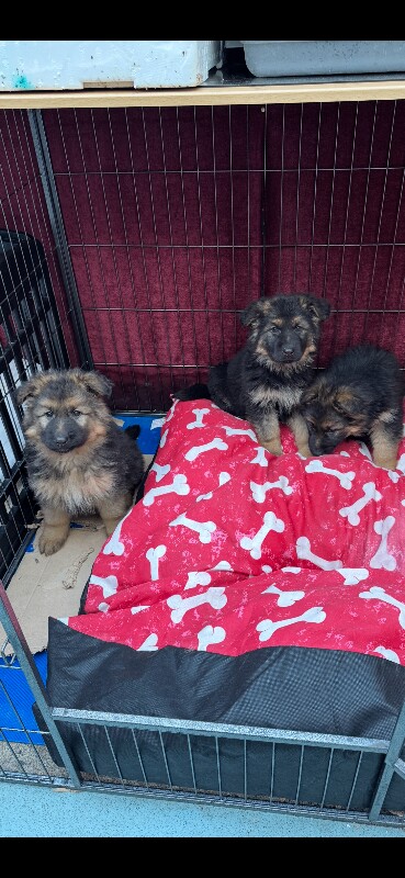 German Shepherd puppies for sale in Crossmaglen, County Armagh – 8 weeks old - Image 2 of 3