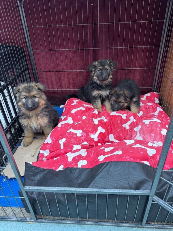German Shepherd puppies for sale in Crossmaglen, County Armagh – 8 weeks old - Image 3 of 3