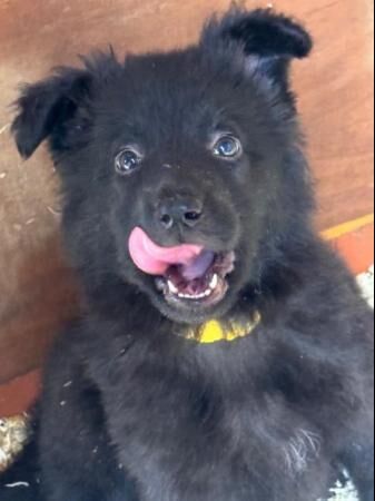 long haired German shepherd puppies looking for forever hom for sale in Meopham, Kent - Image 1
