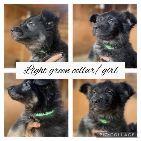 long haired German shepherd puppies looking for forever hom for sale in Meopham, Kent - Image 2