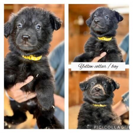 long haired German shepherd puppies looking for forever hom for sale in Meopham, Kent - Image 3