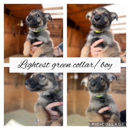long haired German shepherd puppies looking for forever hom for sale in Meopham, Kent - Image 4