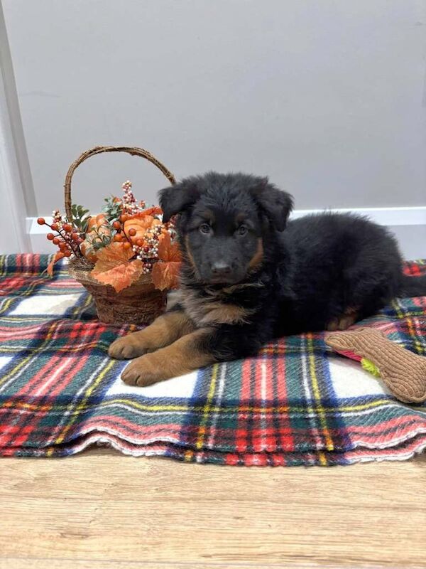 German Shepherd puppies for sale in Dungannon, County Tyrone – 8 weeks old