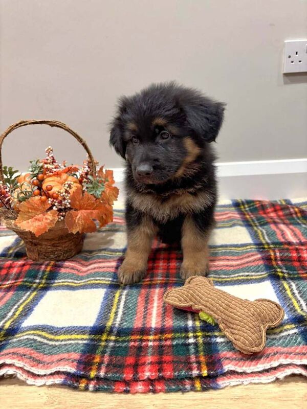 German Shepherd puppies for sale in Dungannon, County Tyrone – 8 weeks old - Image 2 of 5