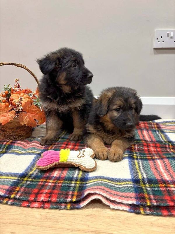 German Shepherd puppies for sale in Dungannon, County Tyrone – 8 weeks old - Image 3 of 5