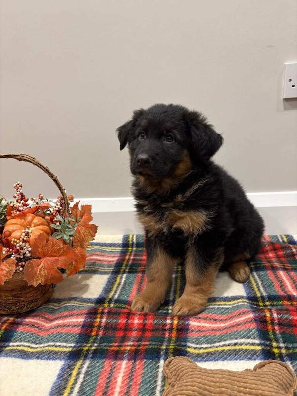 German Shepherd puppies for sale in Dungannon, County Tyrone – 8 weeks old - Image 4 of 5