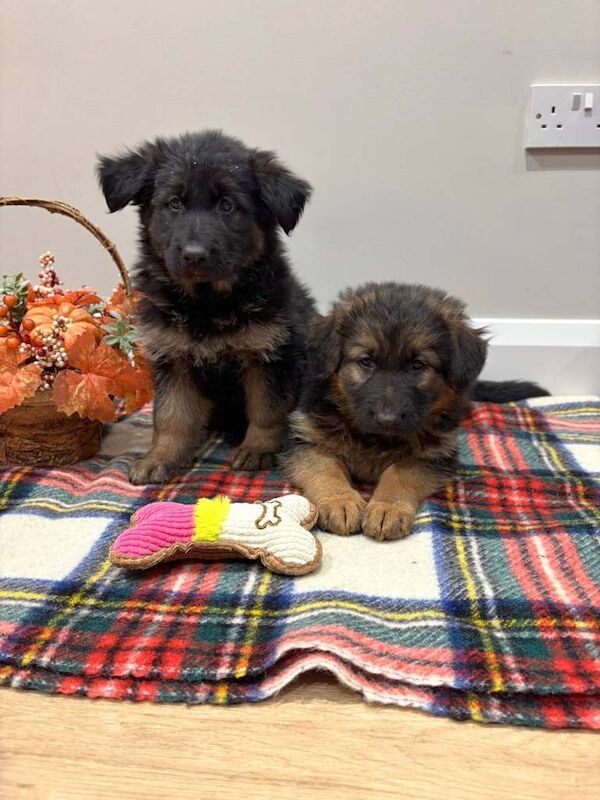 German Shepherd puppies for sale in Dungannon, County Tyrone – 8 weeks old - Image 5 of 5