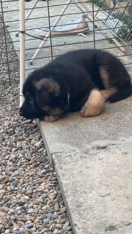 German Shepherd puppies for sale in Farnley, West Yorkshire – 3 months old - Image 3 of 3