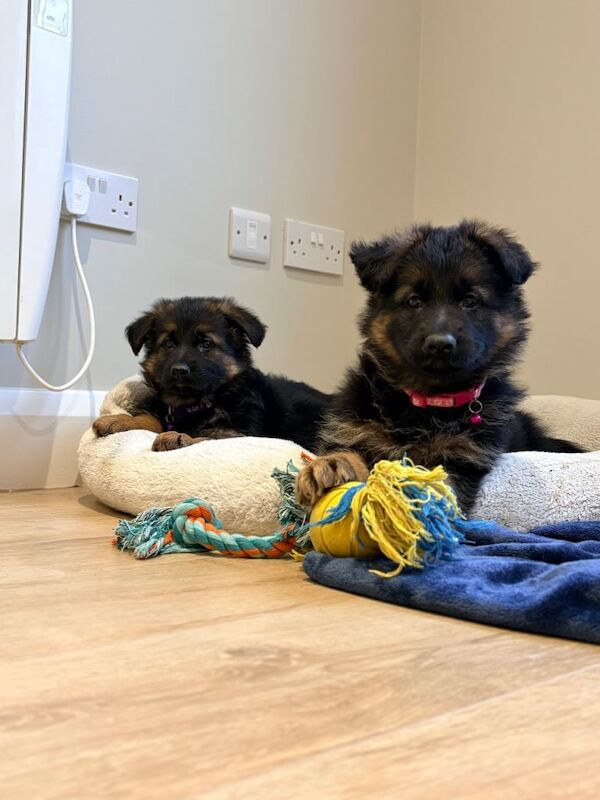 German Shepherd puppies for sale in Dungannon, County Tyrone – 8 weeks old