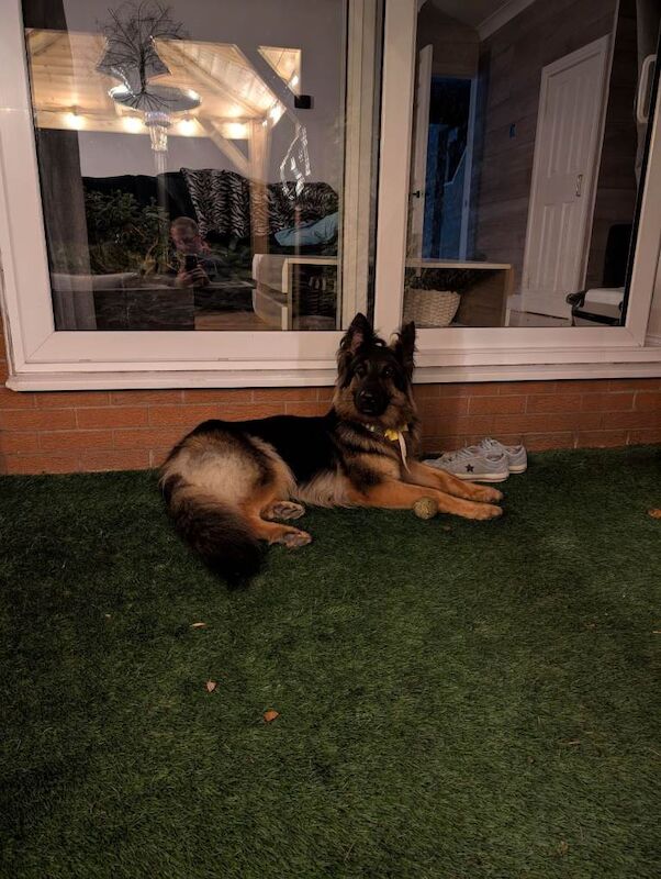 German Shepherd puppies for sale in Newcastle-under-Lyme, Staffordshire – 3 years old