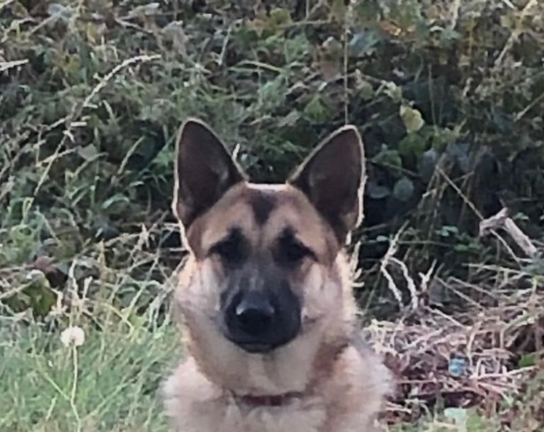 Looking for new home for German shepherd