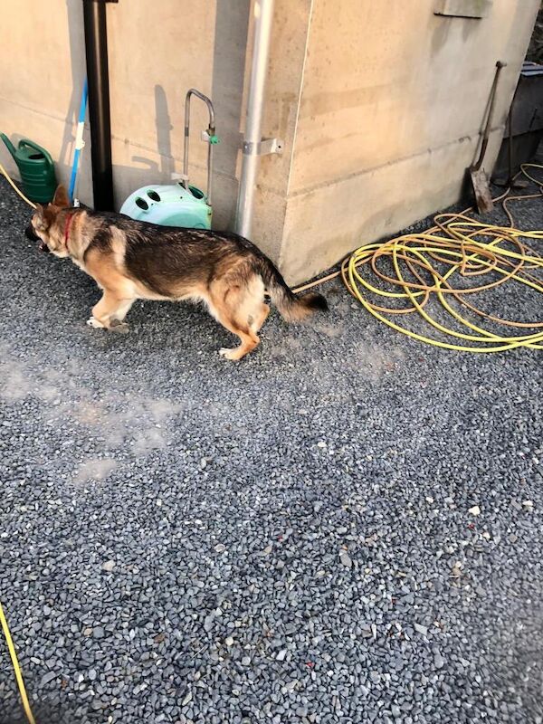 Looking for new home for German shepherd - Image 2 of 2