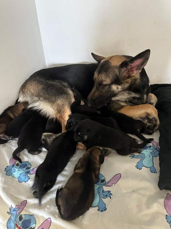 German Shepherd puppies for sale in Cudworth, South Yorkshire – 5 weeks old