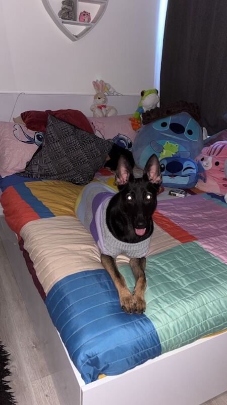 German Shepherd puppies for sale in Enfield, Greater London – 1 year old