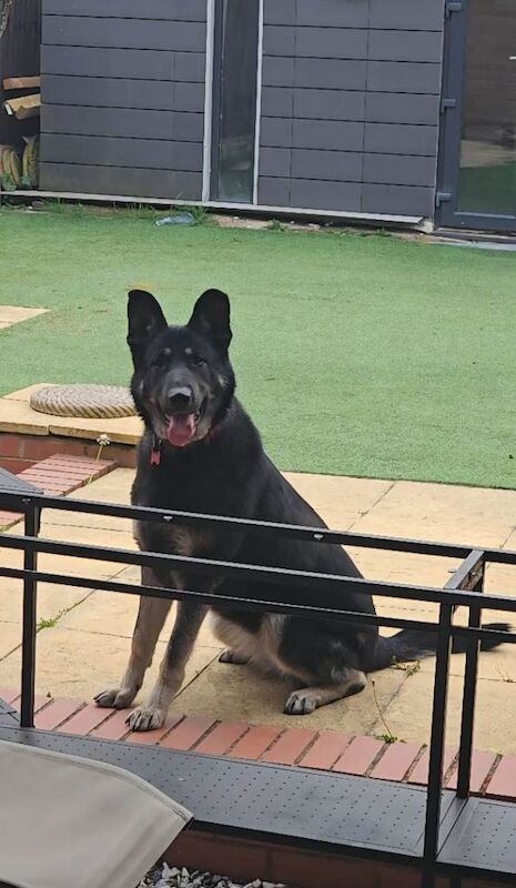 Loving German Shepherd ,3 years old,female