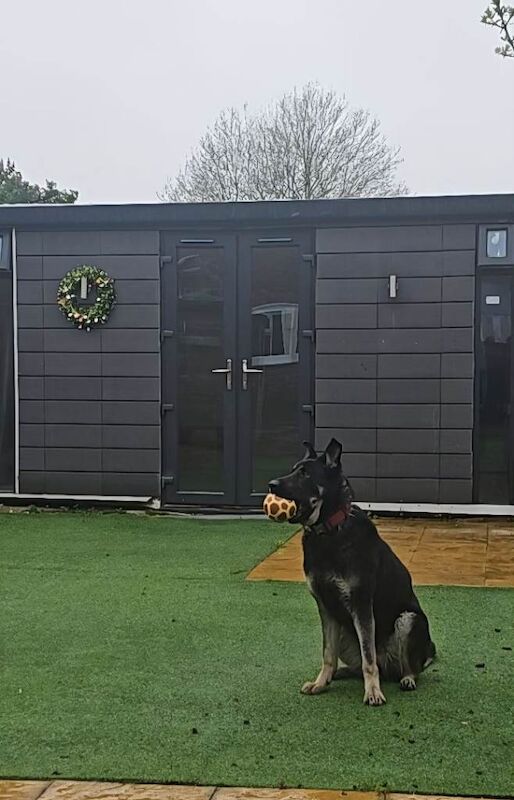 Loving German Shepherd ,3 years old,female - Image 2 of 2