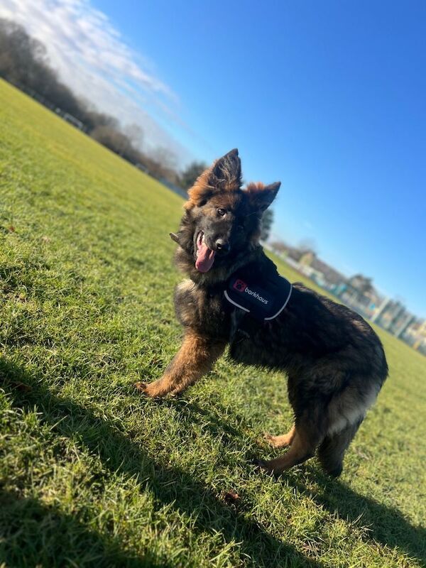 German Shepherd puppies for sale in Fareham, Hampshire – KC registered, 7 months old