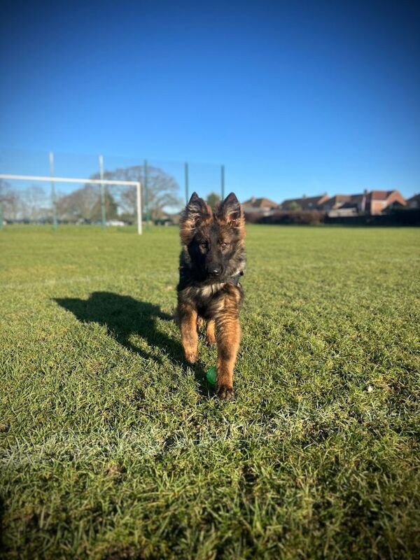 German Shepherd puppies for sale in Fareham, Hampshire – KC registered, 7 months old - Image 2 of 6