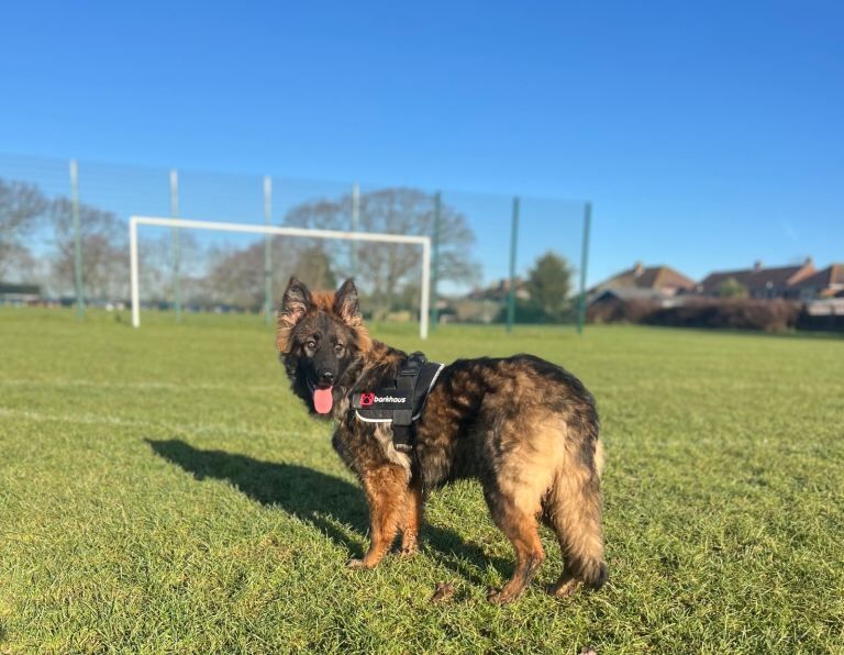 German Shepherd puppies for sale in Fareham, Hampshire – KC registered, 7 months old - Image 3 of 6