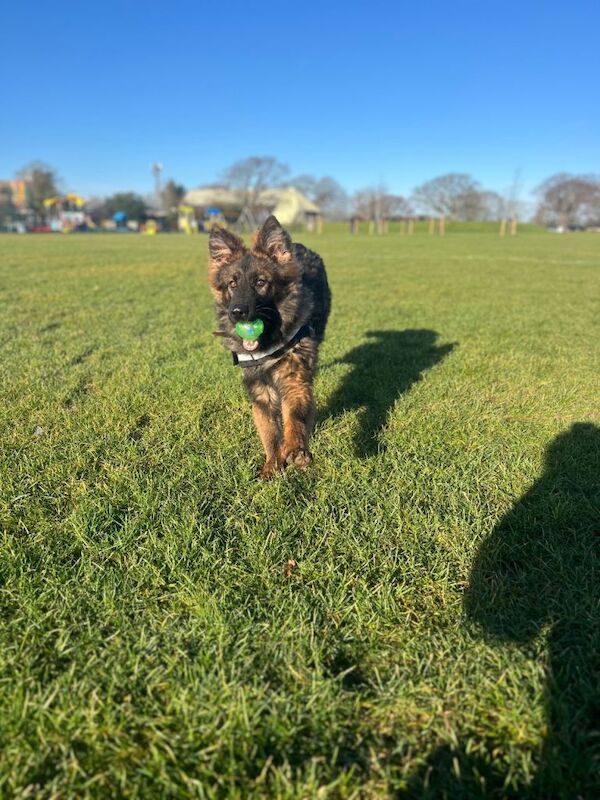 German Shepherd puppies for sale in Fareham, Hampshire – KC registered, 7 months old - Image 4 of 6