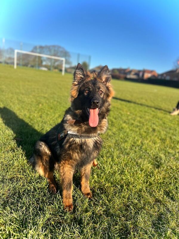 German Shepherd puppies for sale in Fareham, Hampshire – KC registered, 7 months old - Image 5 of 6