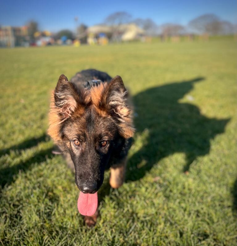 German Shepherd puppies for sale in Fareham, Hampshire – KC registered, 7 months old - Image 6 of 6