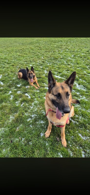 German Shepherd puppies for sale in Burton upon Trent, Staffordshire – 5 years old - Image 2 of 3