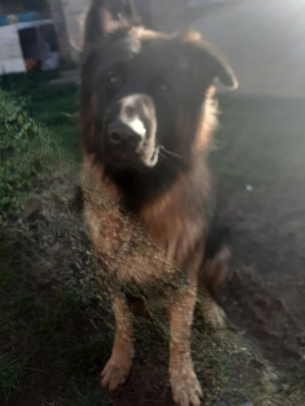 German Shepherd puppies for sale in Alvaston, Derbyshire – 1 year old