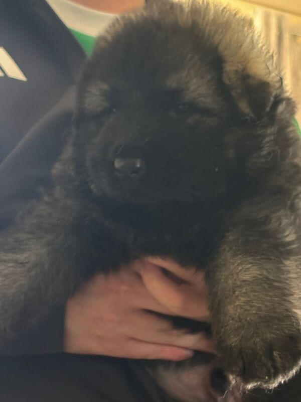German Shepherd puppies for sale in Saltcoats, Ayrshire and Arran – 9 weeks old