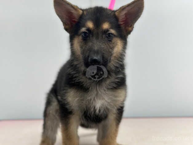 German Shepherd puppies for sale in Witham, Essex – 2 years old - Image 1 of 3