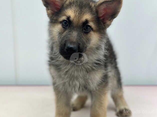 German Shepherd puppies for sale in Witham, Essex – 2 years old - Image 2 of 3