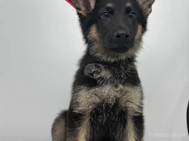 German Shepherd puppies for sale in Witham, Essex – 2 years old - Image 3 of 3