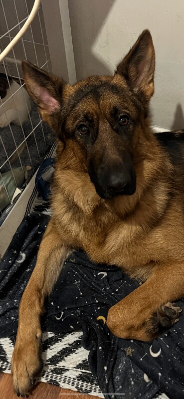 German Shepherd puppies for sale in Plymouth, Devon – 1 year old