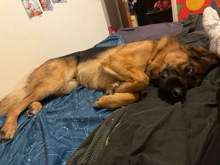 German Shepherd puppies for sale in Plymouth, Devon – 1 year old - Image 2 of 2