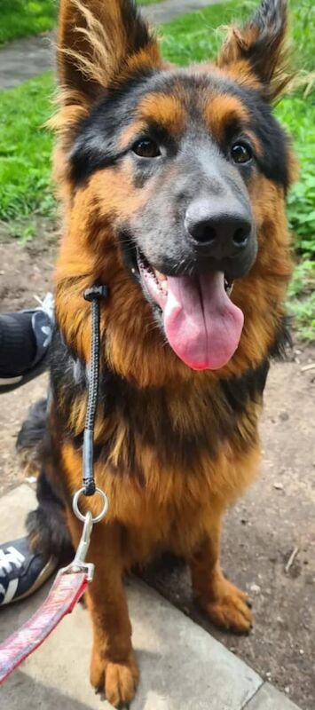 German Shepherd puppies for sale in Stoke-on-Trent, Staffordshire – 1 year old